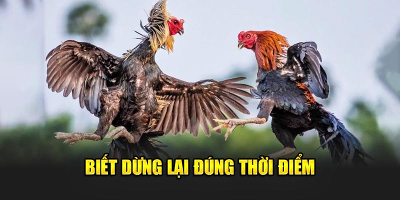 Biết dừng lại đúng thời điểm