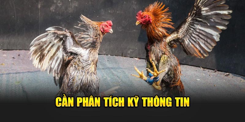 Cần phân tích kỹ thông tin trong bước hướng dẫn đá gà tre Bj88